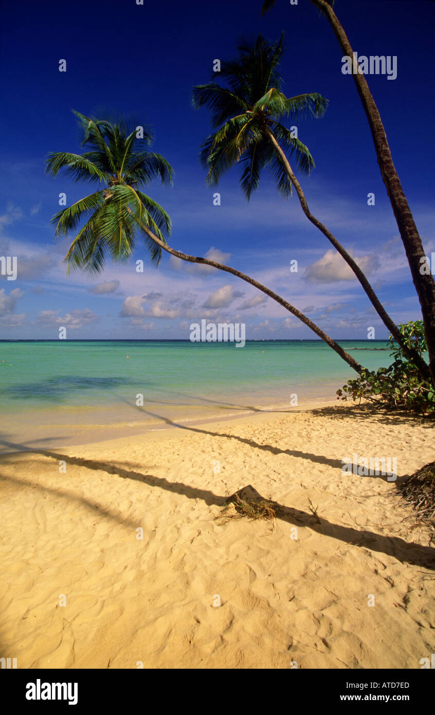 Palme sporgersi sopra la spiaggia di sabbia bianca di Pigeon Point sull'isola caraibica di Tobago Foto Stock