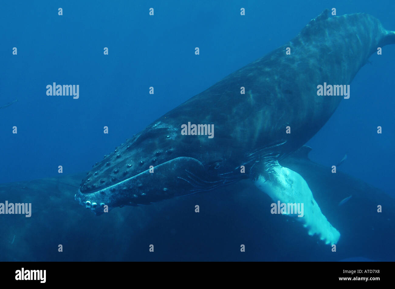 Banche ARGENTO REPUBBLICA DOMINICANA megattere Megaptera novaeangliae ogni anno nel Nord Atlantico le megattere migrano a sud t Foto Stock