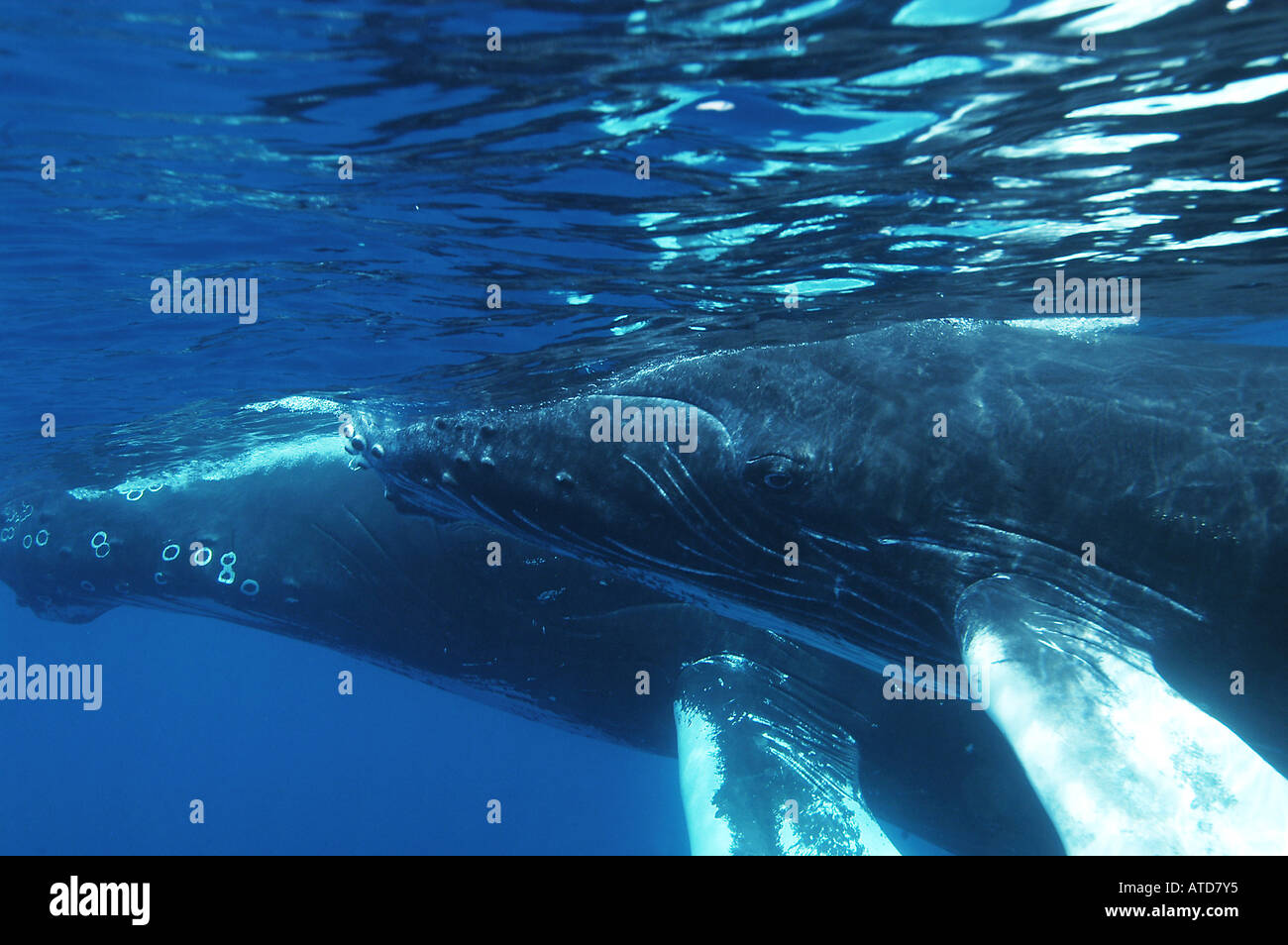 Banche ARGENTO REPUBBLICA DOMINICANA megattere Megaptera novaeangliae ogni anno nel Nord Atlantico le megattere migrano a sud t Foto Stock