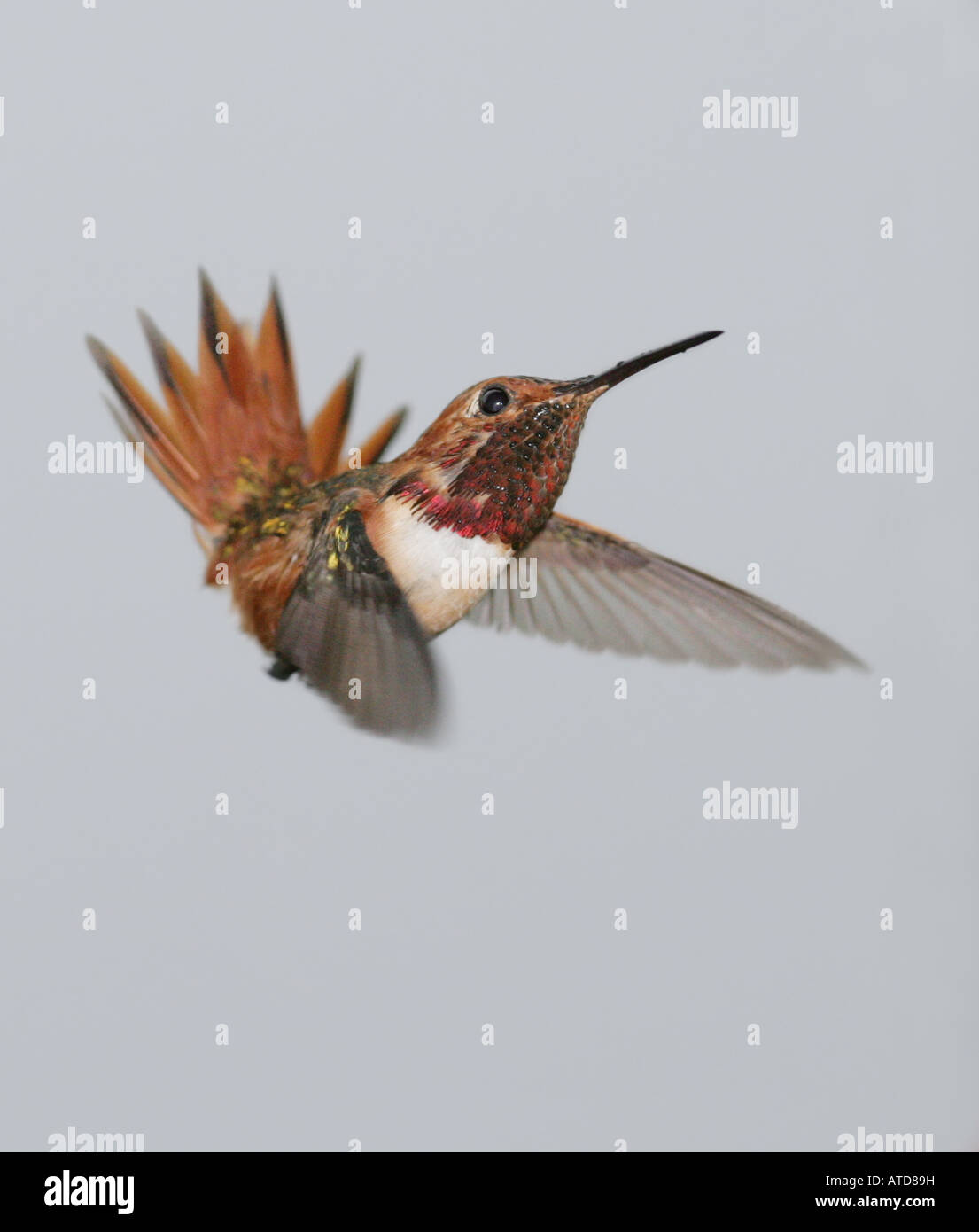 Allen hummingbird in una posizione di immersione, con le ali in avanti, la testa e la coda di piume fino Foto Stock