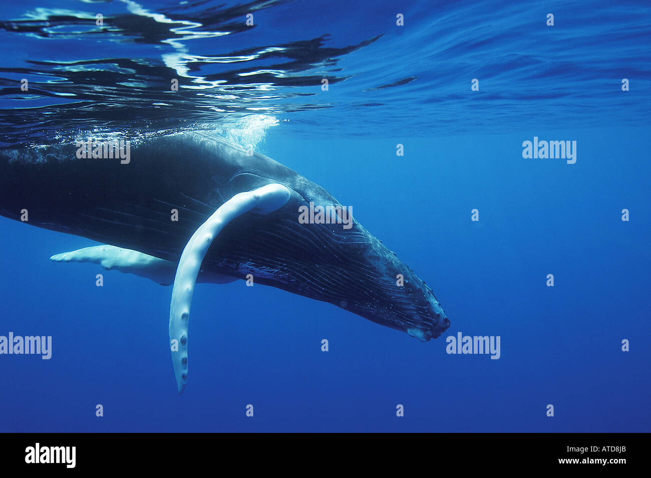Banche ARGENTO REPUBBLICA DOMINICANA megattere Megaptera novaeangliae ogni anno nel Nord Atlantico le megattere migrano a sud t Foto Stock