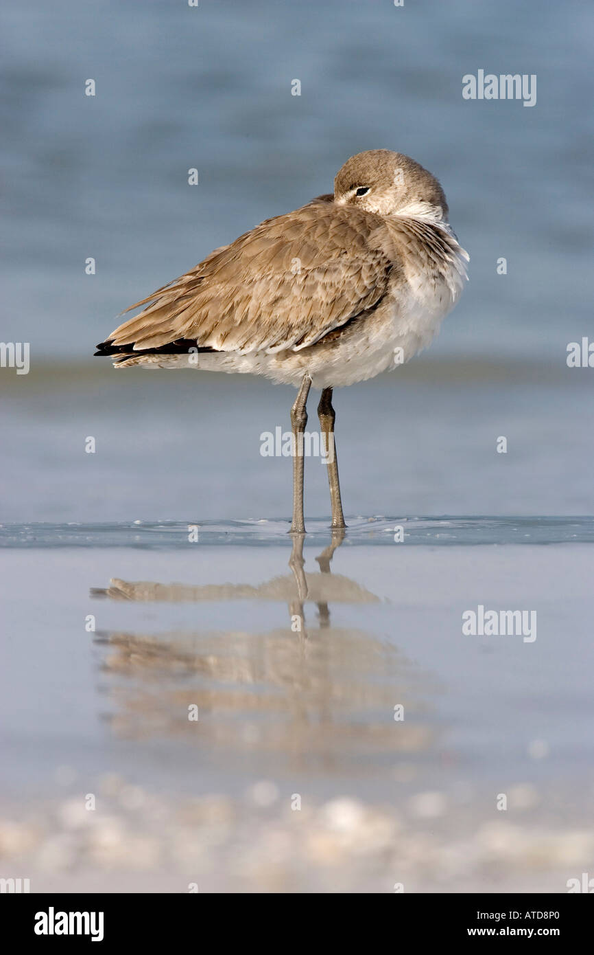 Shore Bird Limicole De Soto Park beach vicino a Tampa Florida USA Foto Stock