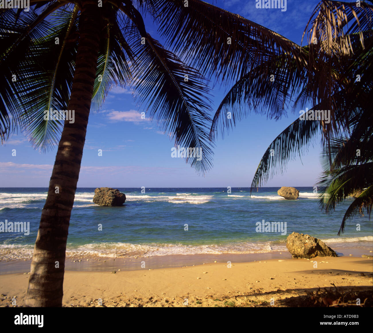 Palme telaio una vista di massi nel surf a Bathsheba Beach sulla costa est di Barbados Foto Stock