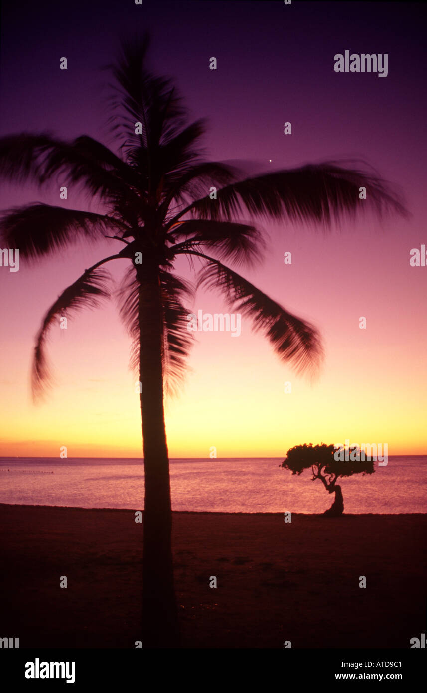 Un albero di palma e Divi Divi tree si stagliano contro una rosa e giallo sul cielo Manchebo Beach Aruba al tramonto Foto Stock