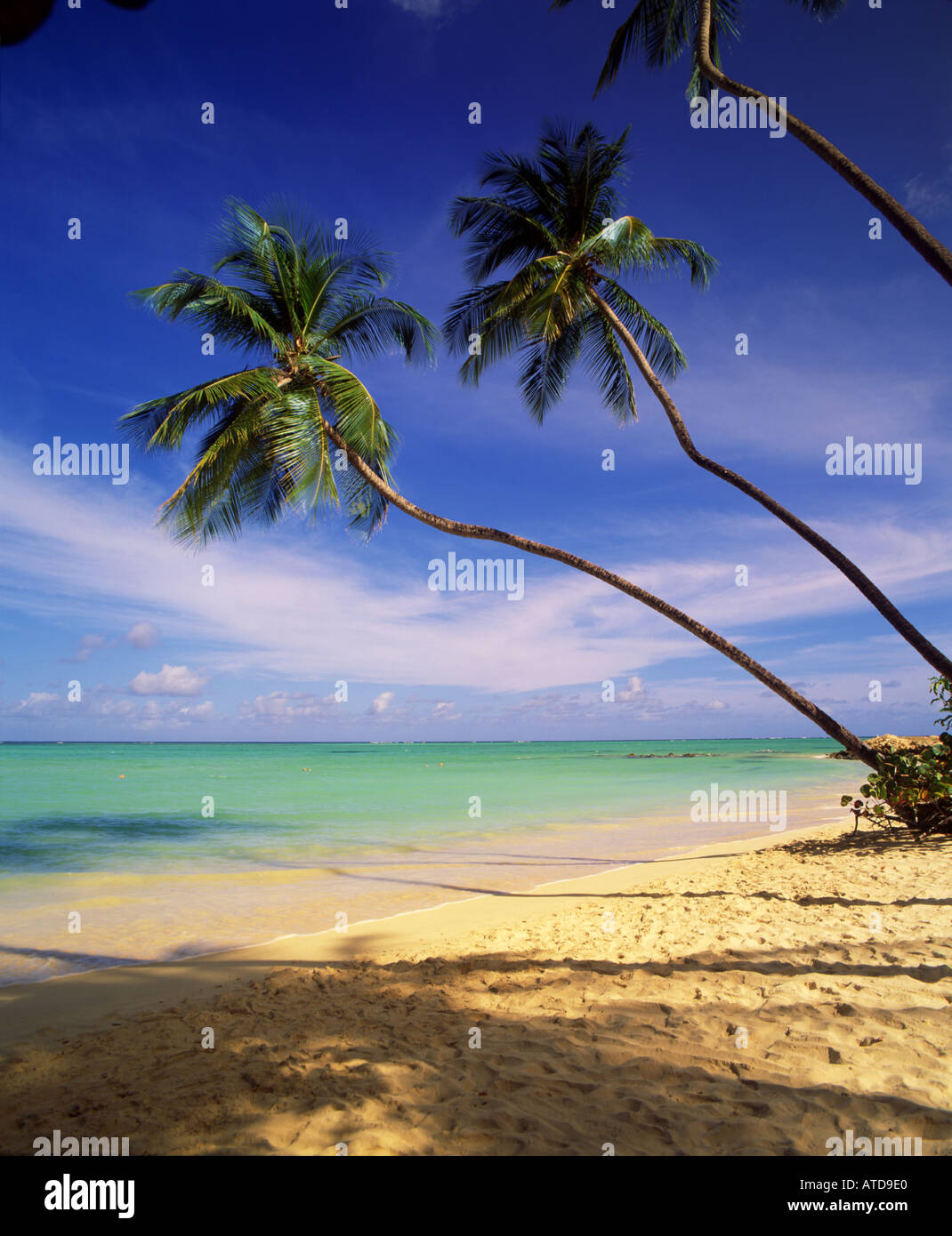 Palme sporgersi sopra la spiaggia di sabbia bianca di Pigeon Point sull'isola caraibica di Tobago Foto Stock