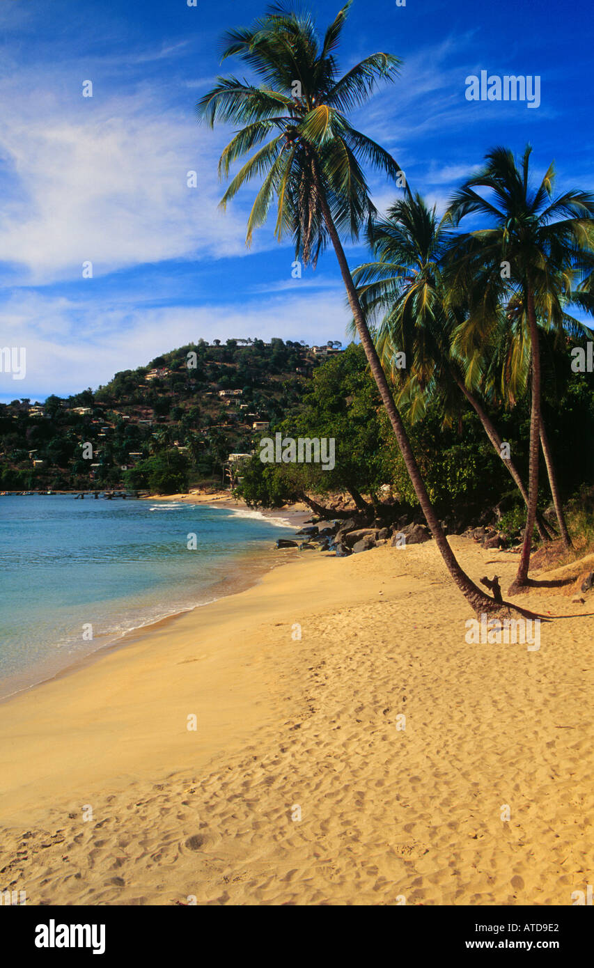Palme sporgersi in una spiaggia di sabbia bianca sul Mar dei Caraibi isola di Tobago Foto Stock