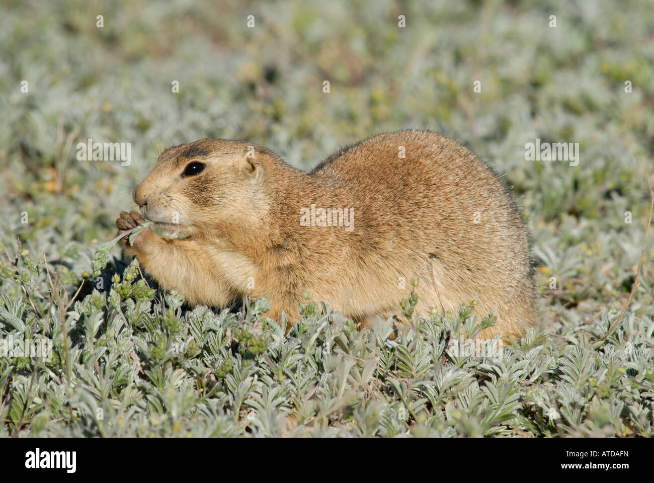 Foto di stock di Utah prairie dog alimentazione su forbs. Foto Stock