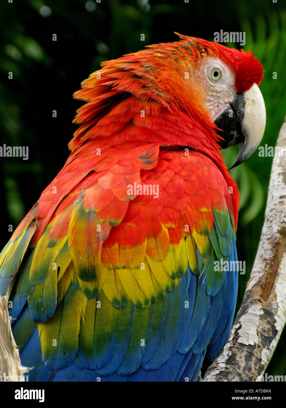 Ara macao, è un grande uccello colorato Foto Stock