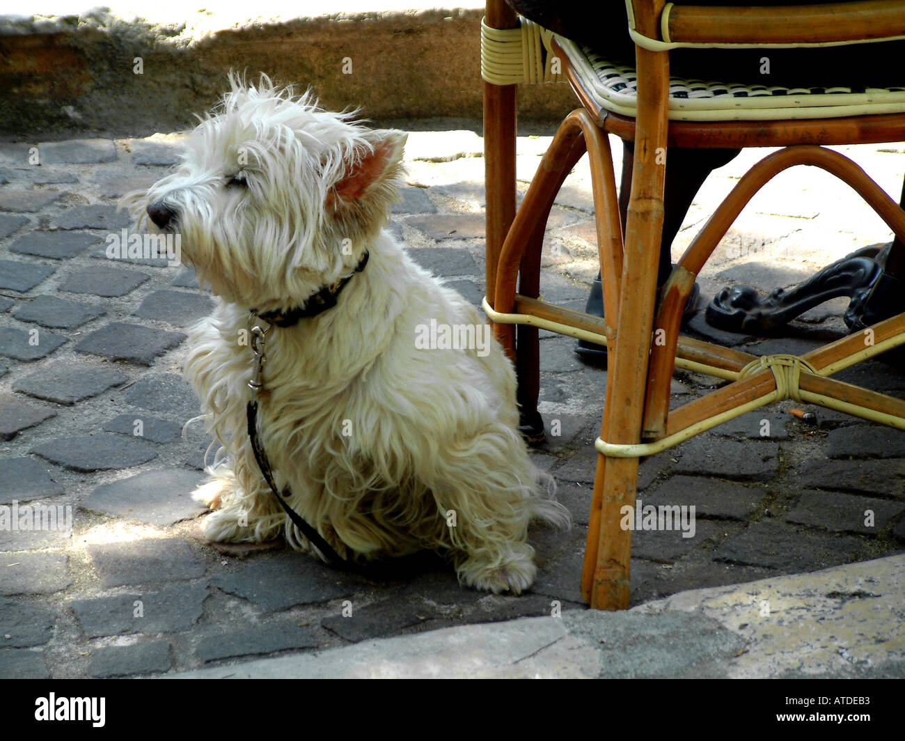 Un Scotch Terrier cane sotto un tavolo del bar in Chinon Francia Foto Stock