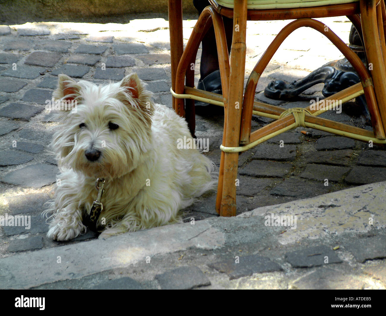 Un Scotch terrier cane sotto una sedia cafe in Chinon Francia Foto Stock