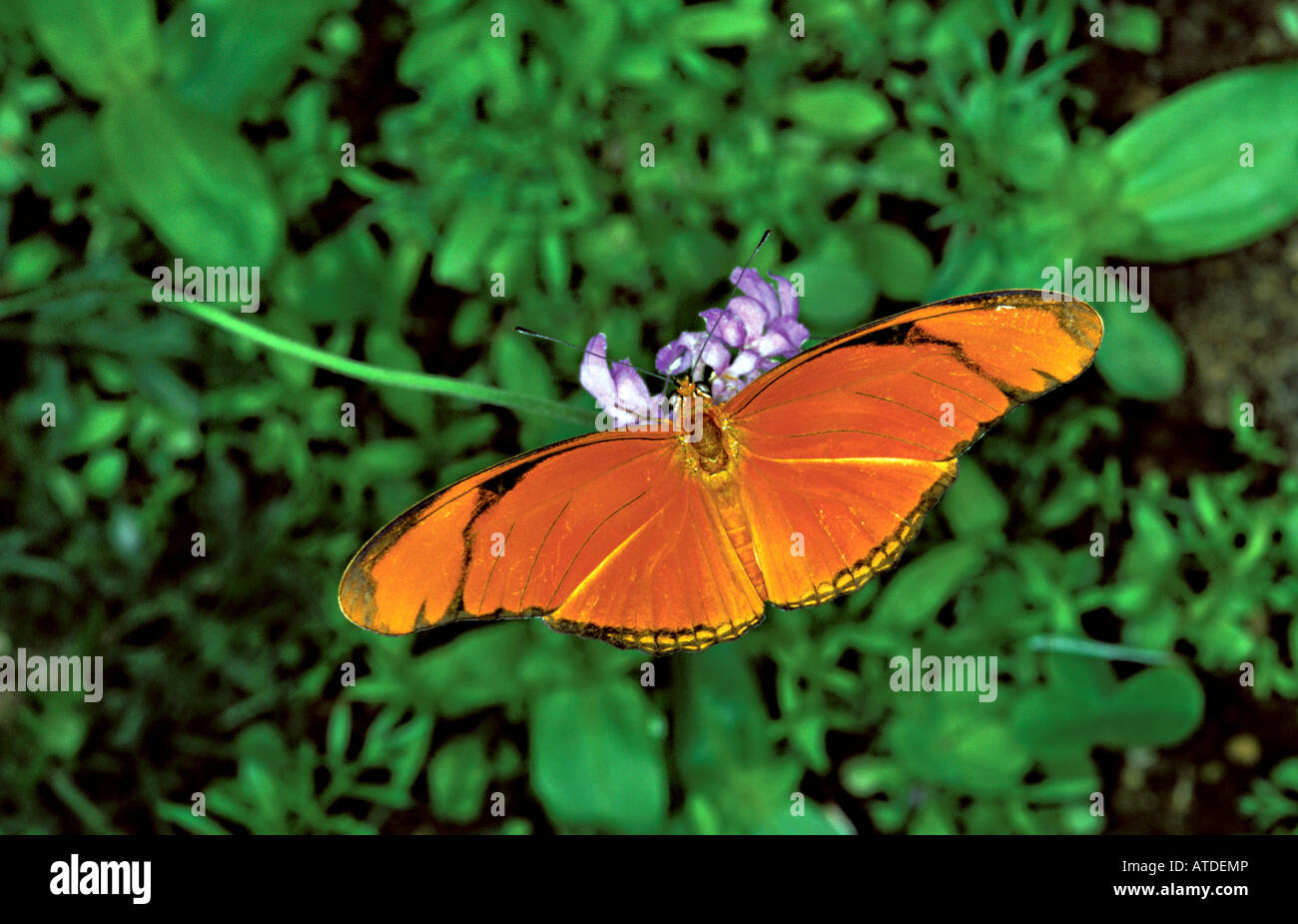 Julia Dryas iulia Brookfield Zoo ILLINOIS Stati Uniti femmina 23 Giugno Nymphalidae Heliconiinae captive Foto Stock