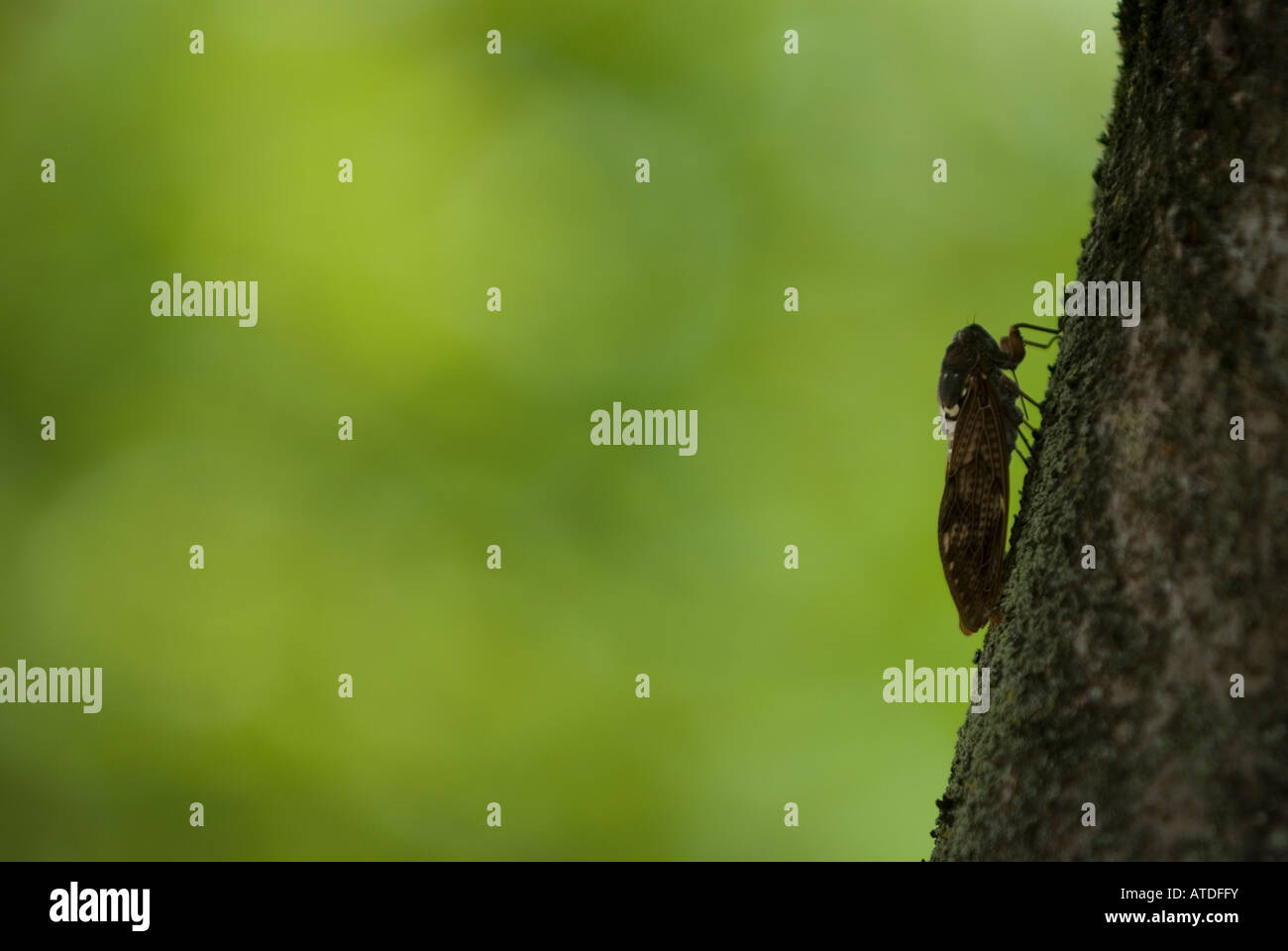 Cicala sull'albero Foto Stock