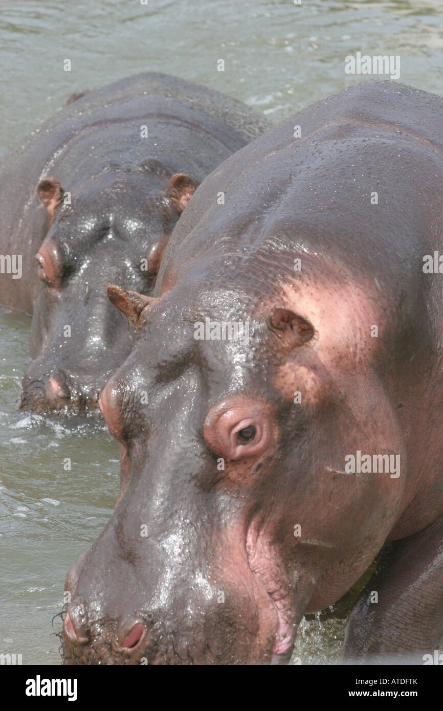 Due ippopotamo allo zoo a Lima in Perù Foto Stock