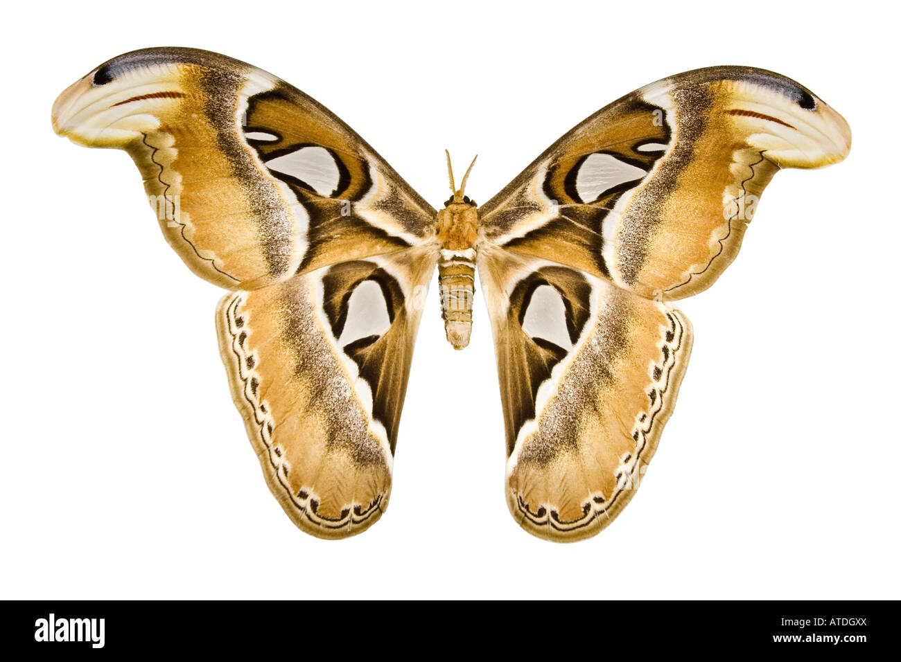 Rothschildia Cincta silkmoth seta selvatica falene famiglia gigante Saturniidae Silkworm falene sottofamiglia Saturniinae Foto Stock