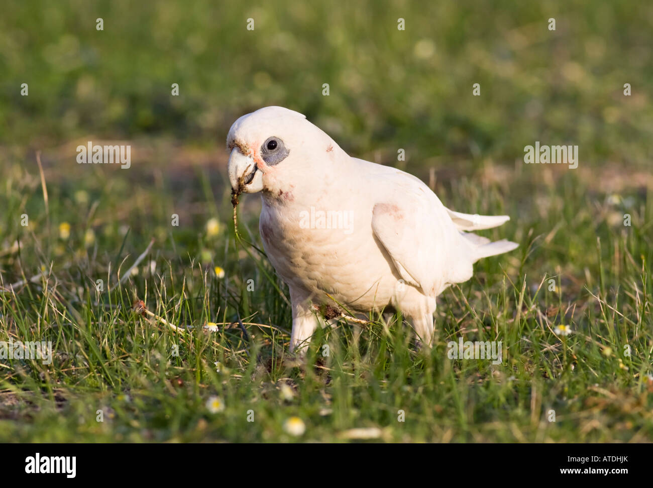 Un po' di Corella Cacatua (Cacatua sanguinea) mangiare radici di erba. Lago di pastore, Perth, Western Australia Foto Stock