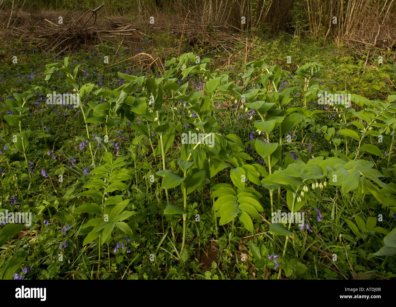 Salomone sigillo en masse in bosco ceduo molla; Polygonatum multiflorum; Dorset Foto Stock
