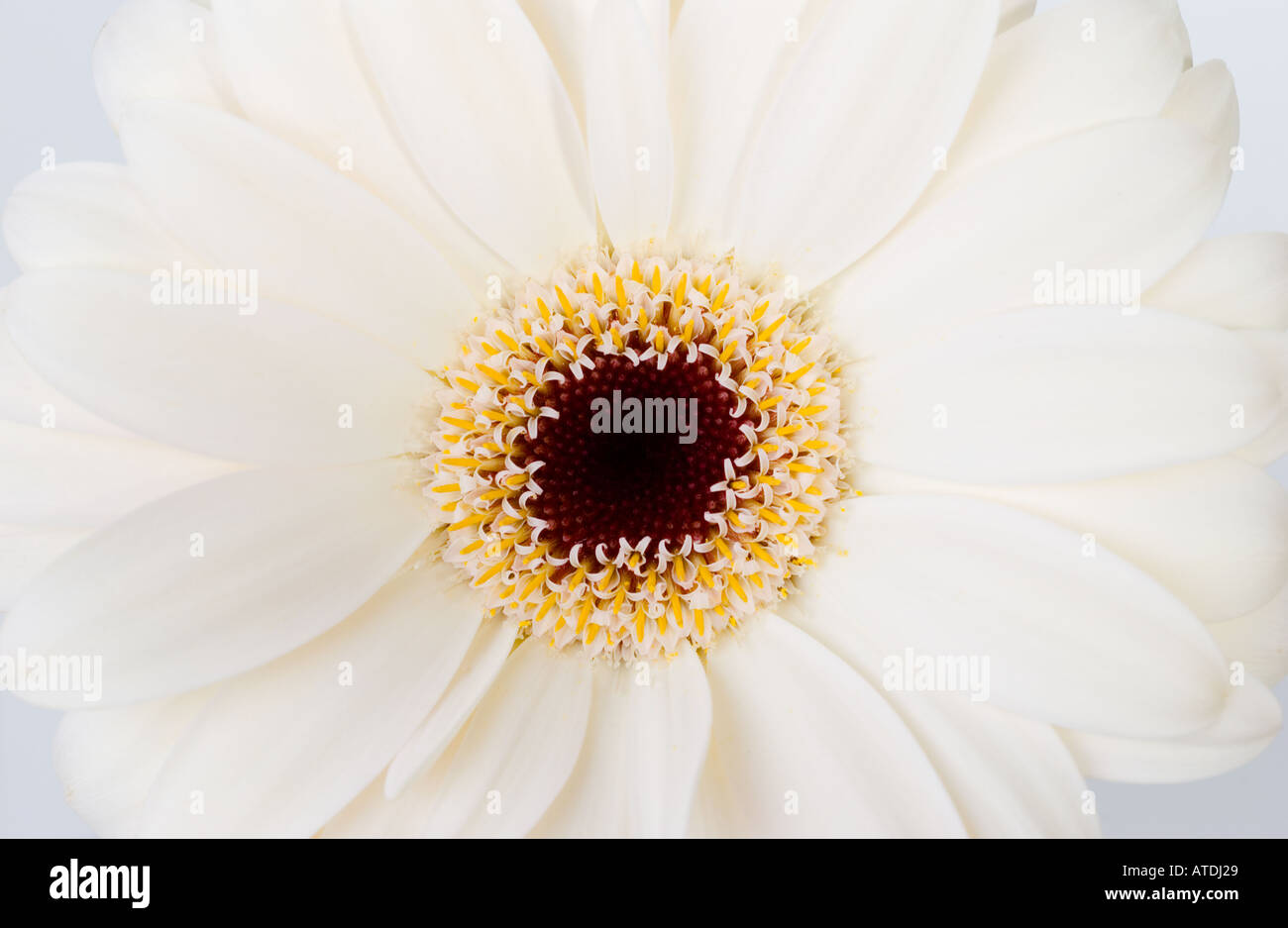 White Gerbera Jamesonii su sfondo bianco Foto Stock