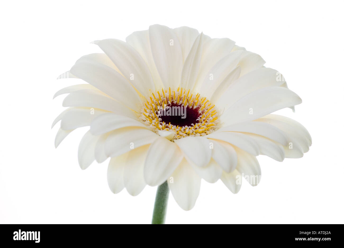 White Gerbera Jamesonii su sfondo bianco Foto Stock