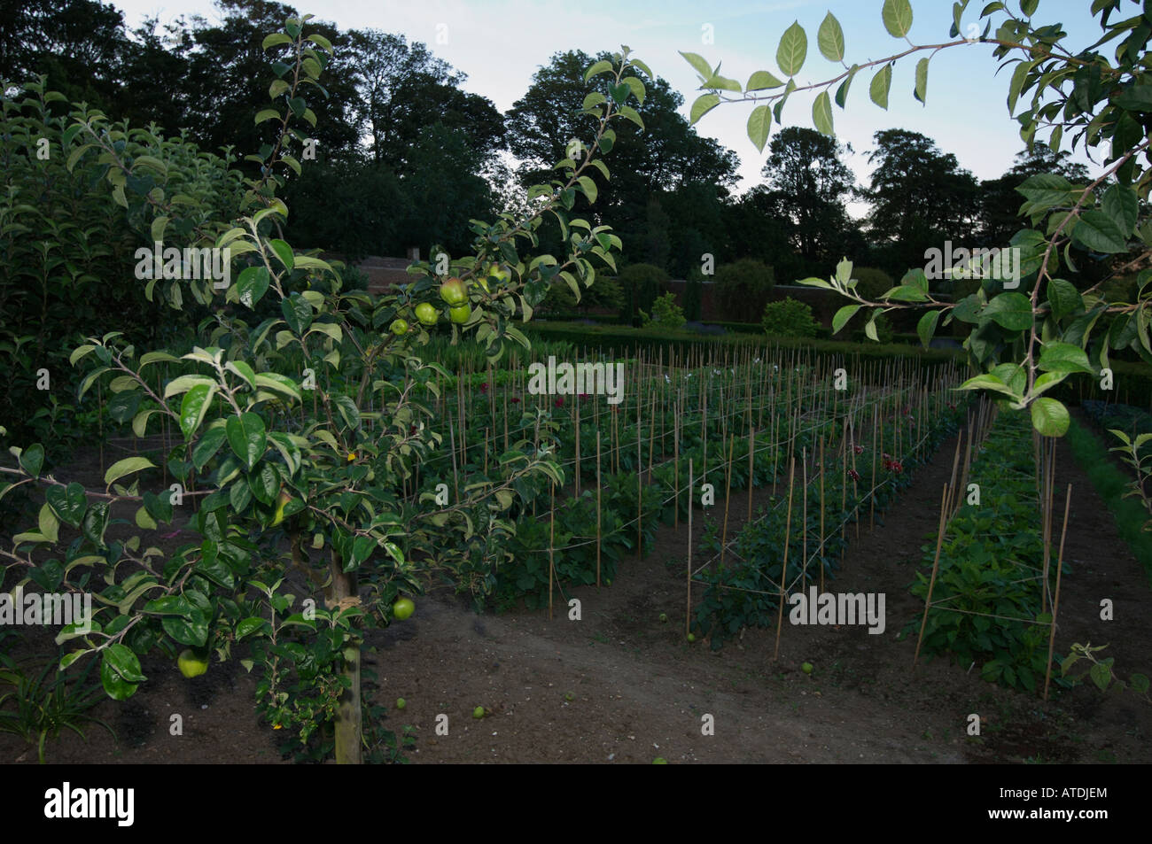 Giardino murato con alberi di mele dahlia piantato in file Foto Stock