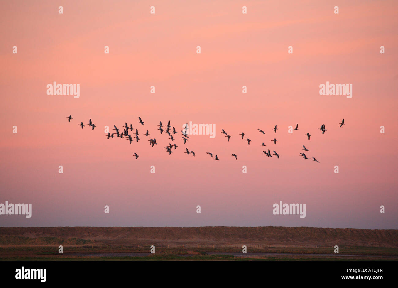 Oche Graylag battenti al tramonto a Salthouse. Foto Stock