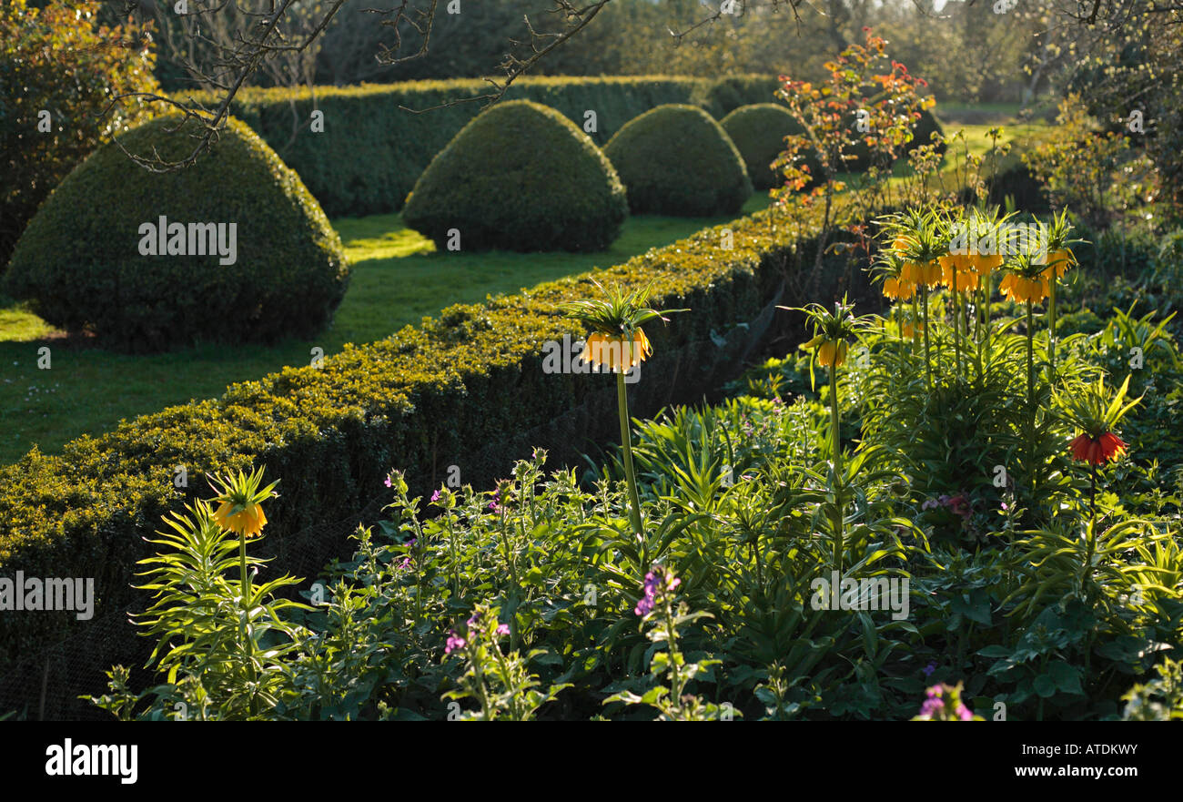 Nel tardo pomeriggio sole sulle siepi e fiori in un paese di lingua inglese il giardino. Foto Stock