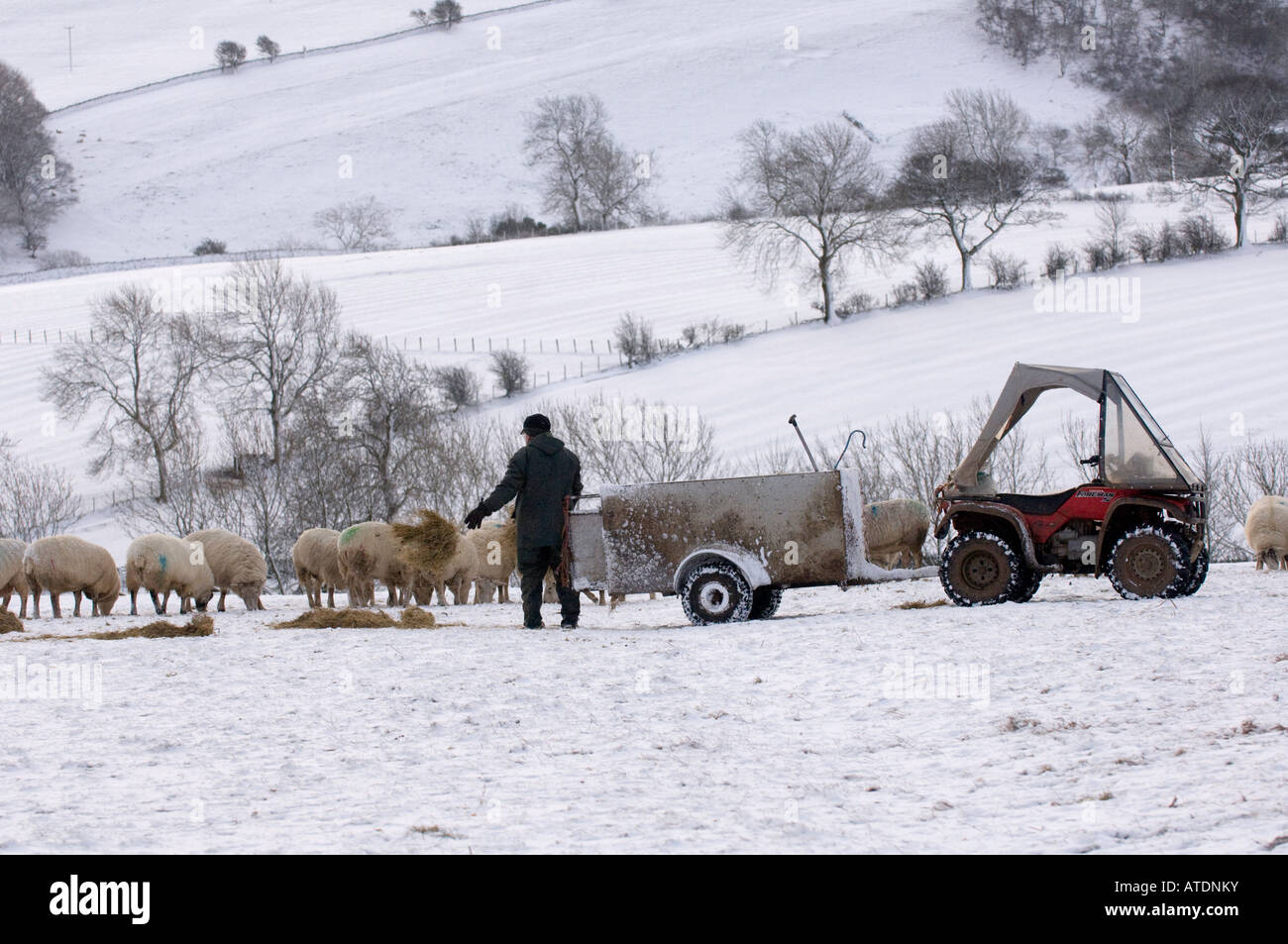 Pastore insilato di alimentazione al gregge di pecore incroci in neve utilizzando quad bike e rimorchio Cumbria Foto Stock