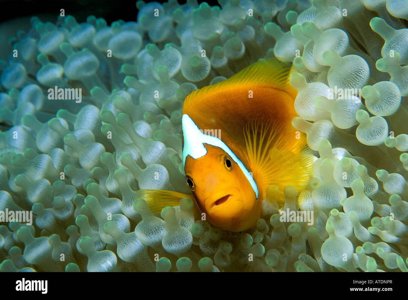 Cofano bianco anemonefish Amphiprion leucokranos Papua Nuova Guinea Oceano Pacifico Foto Stock