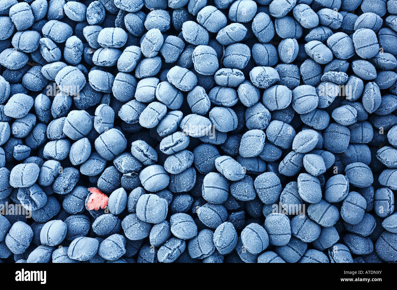 Grumi di carbone e un battente singolo coperto di brina. Foto Stock