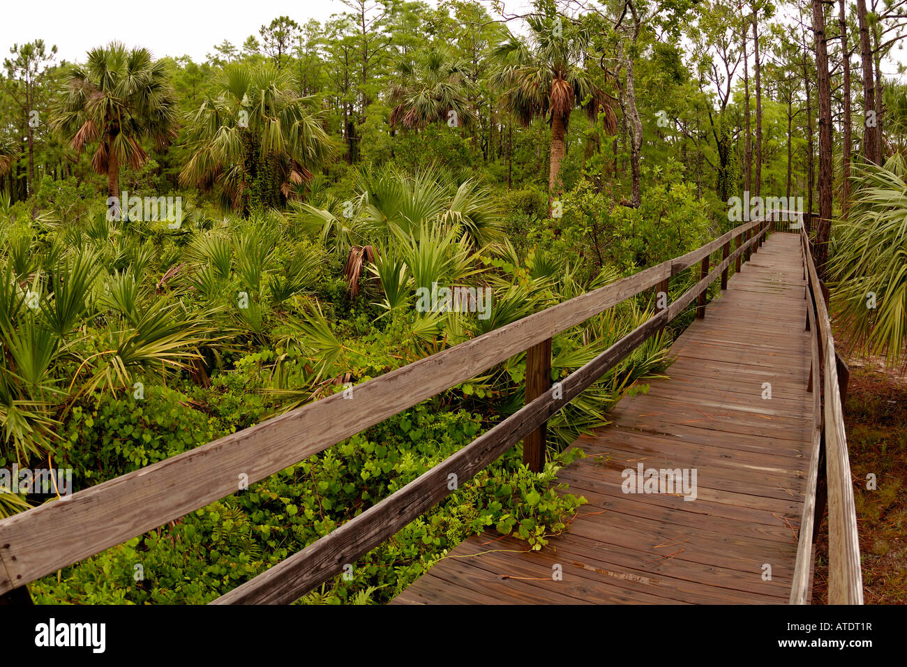 Pine flatwoods Johnathan Dickinson stato parco Hobe Sound Florida Foto Stock