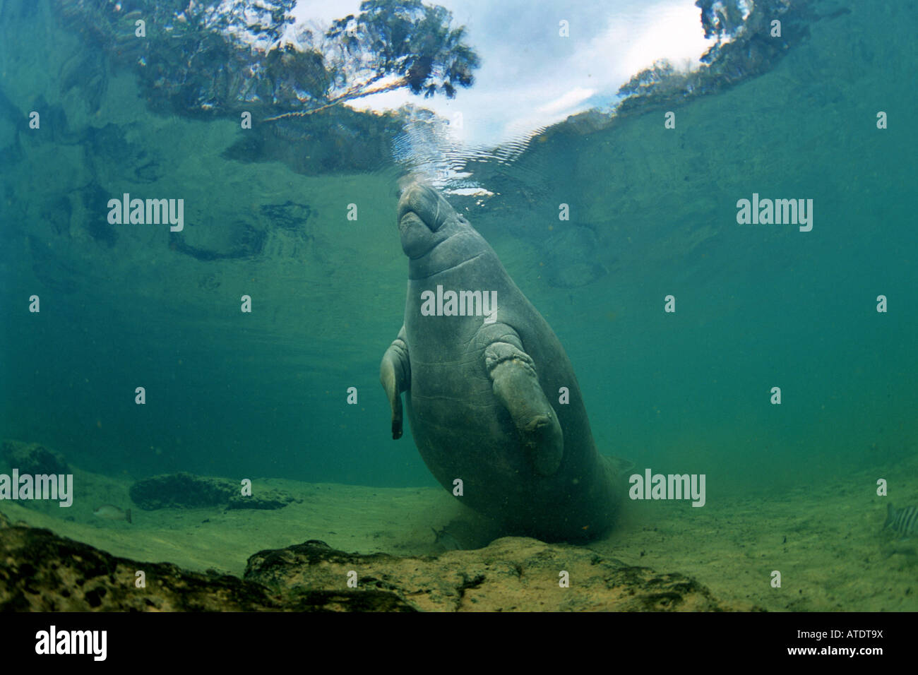 West Indian lamantino Trichechus manatus Foto Stock