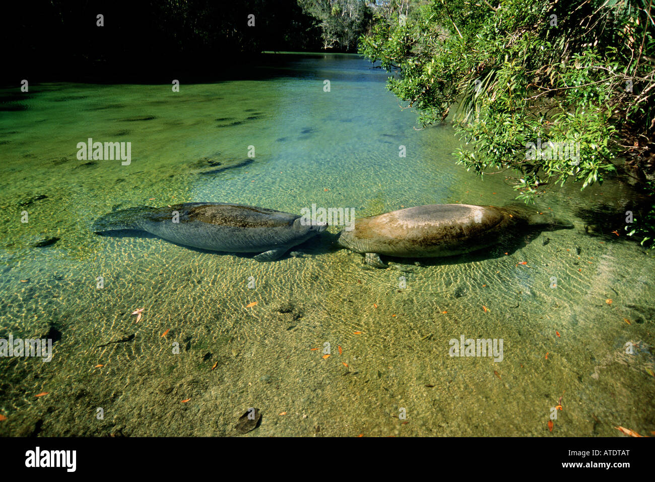 West Indian lamantino Trichechus manatus Foto Stock