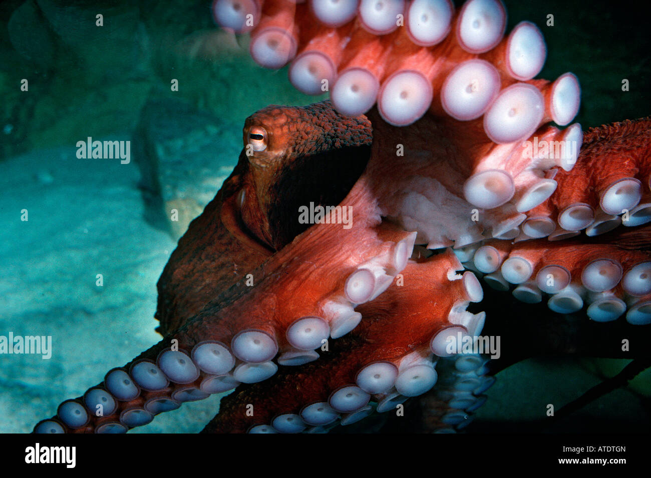 Pacifico gigante octopus Octopus dolfeini British Columbia Oceano Pacifico Foto Stock