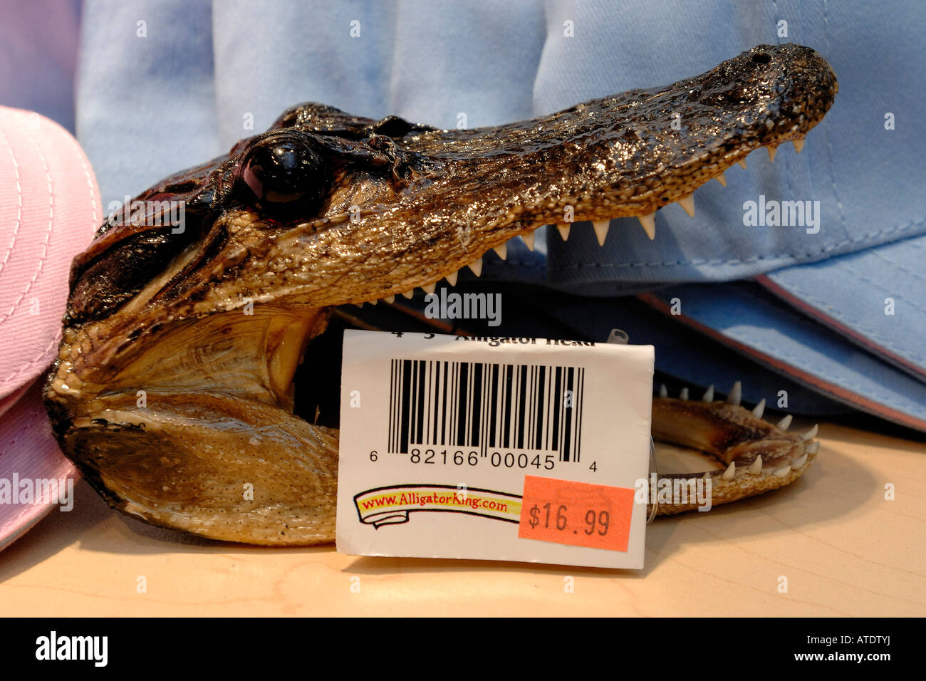 Testa di coccodrillo in vendita Florida Foto stock - Alamy