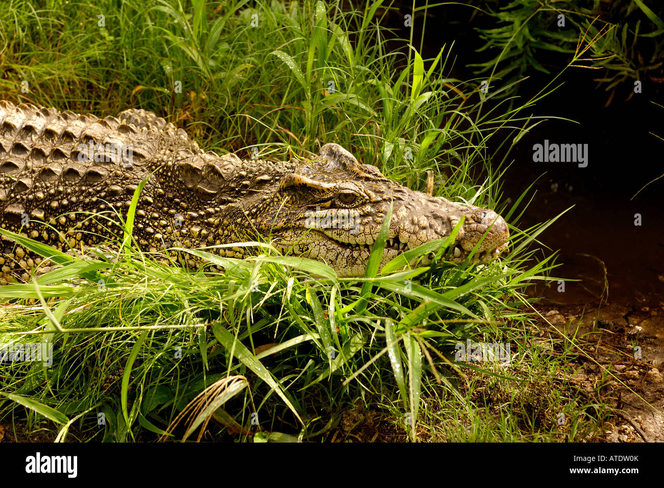 Coccodrillo cubano Crocodylus rhombifer in via di estinzione captive Florida Foto Stock