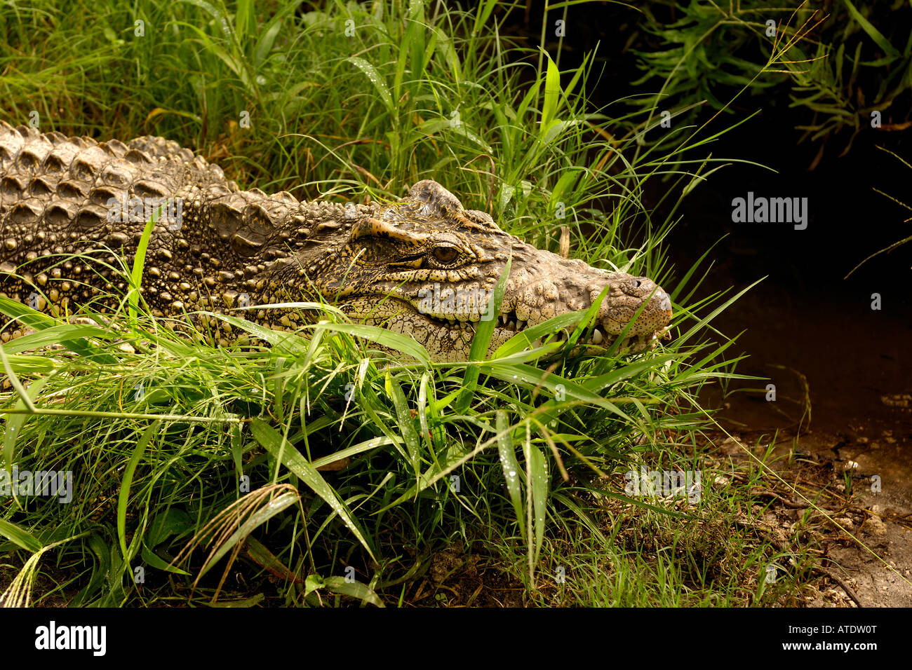 Coccodrillo cubano Crocodylus rhombifer in via di estinzione captive Florida Foto Stock