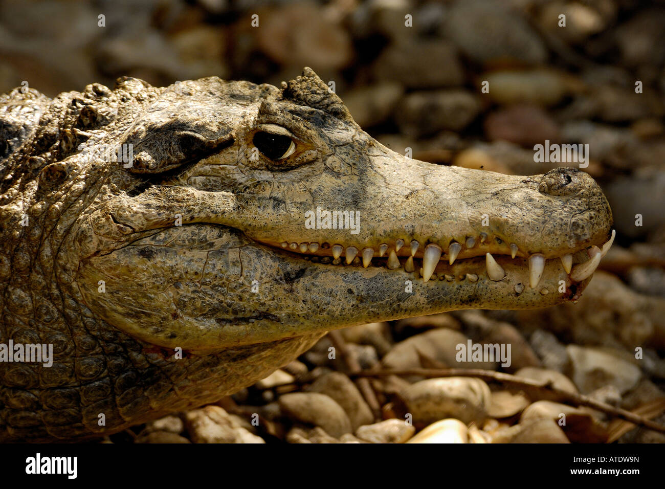 Coccodrillo americano Crocodylus acutus captive Florida Foto Stock