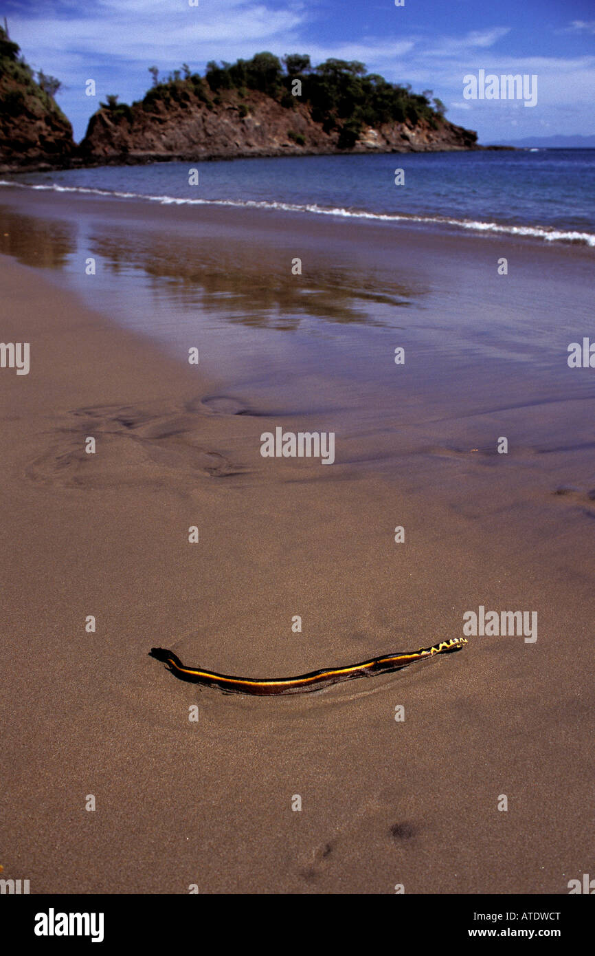 Giallo mare panciuto serpente Pelamis platurus si trova nell'Oceano Pacifico sono la respirazione di aria rettili e portare il veleno mortale t Foto Stock