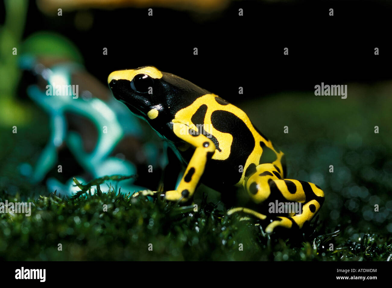 La freccia velenosa frog Dendrobates auratus America Centrale e Sud America c Foto Stock