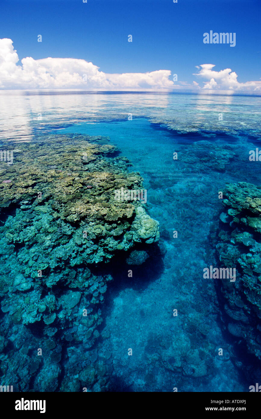 Le barriere coralline sono ambienti fragili che richiedono la calda acqua pulita e chiara di crescere Figi Indo Pacific Foto Stock