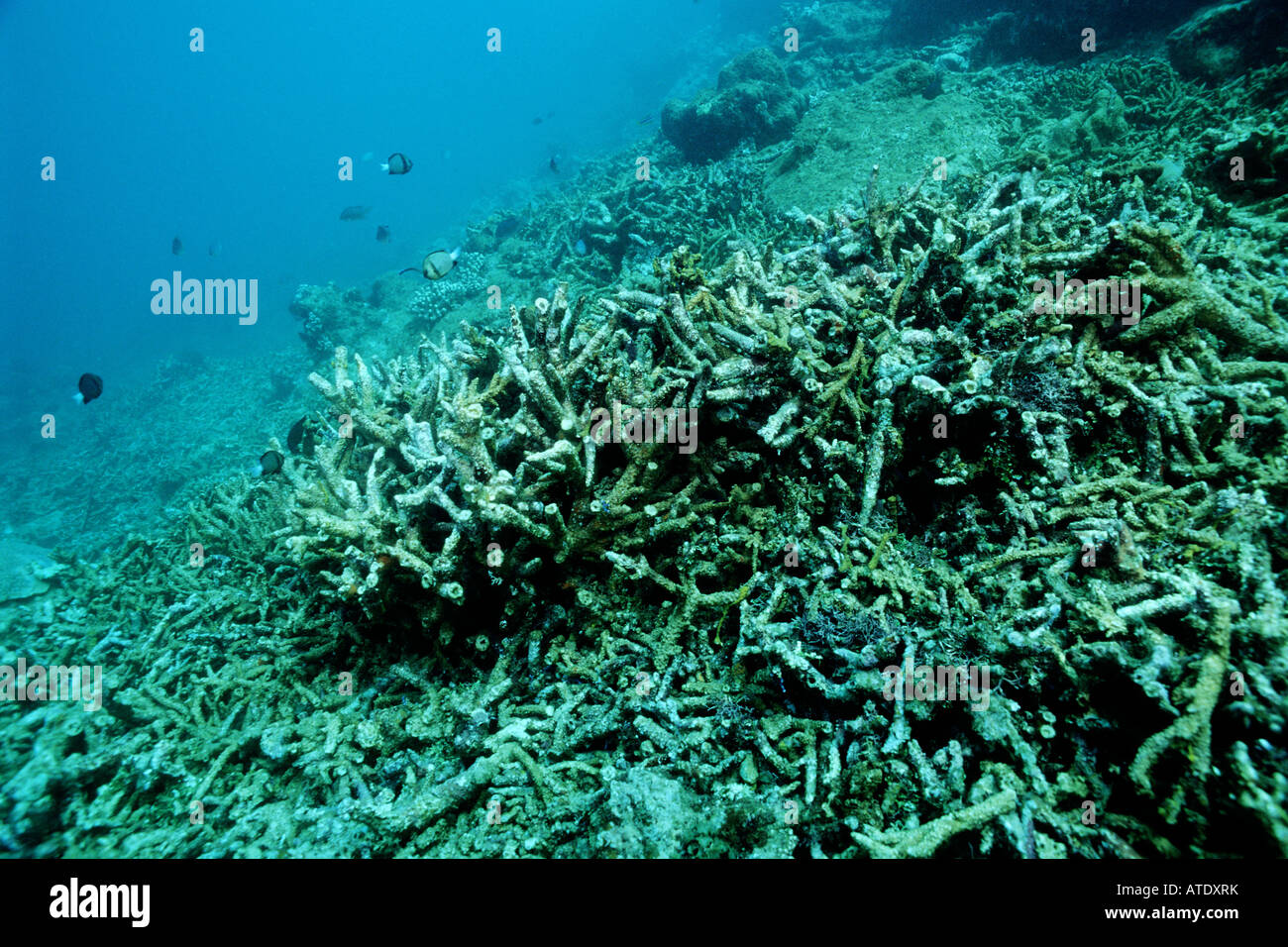 Corallo morto da rising ocean temperature Foto Stock