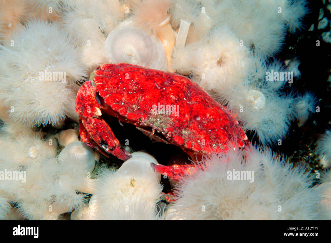 Red Rock cancro granchio productus British Columbia Oceano Pacifico Foto Stock