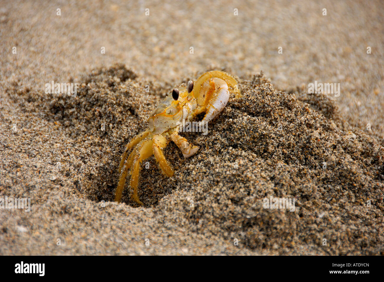Atlantic ghost crab Ocypode aggettivo Florida Oceano Atlantico Foto Stock