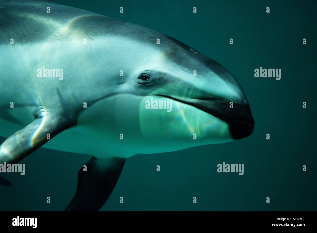 Pacifico facciata bianca dolphin Lagenorhynchus obliquidens si trova nell'Oceano Pacifico orientale California Foto Stock