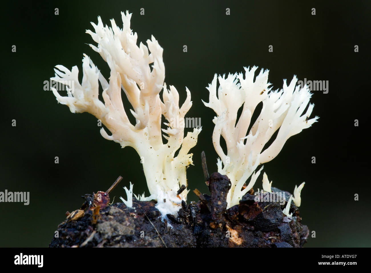 Clavulina cristata cresce in condizioni di umidità legno gamlingay cambridgeshire con bel buio fuori fuoco sfondo Foto Stock