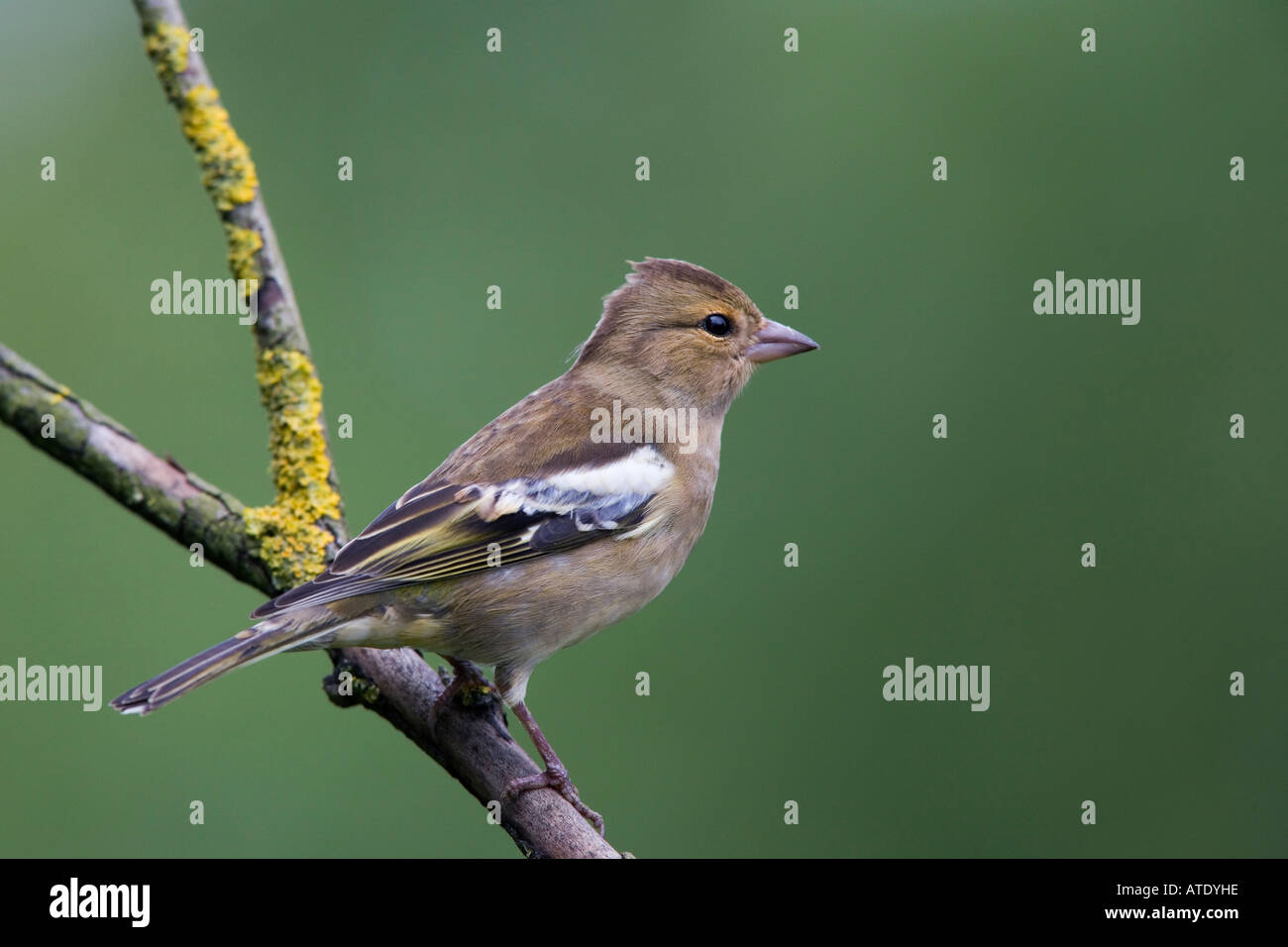 Fringuello Fringilla coelebs sul ramo cercando avviso con bella fuori fuoco sfondo Potton Bedfordshire Foto Stock