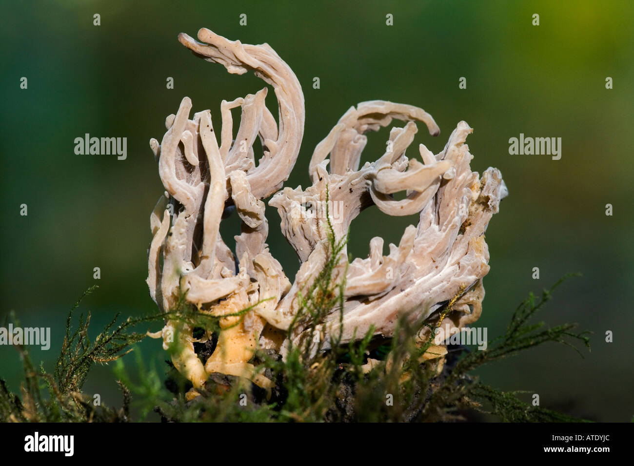 Clavulina cinerea in crescita su terreno di muschio chicksands legno bedfordshire con bel al di fuori della messa a fuoco lo sfondo Foto Stock