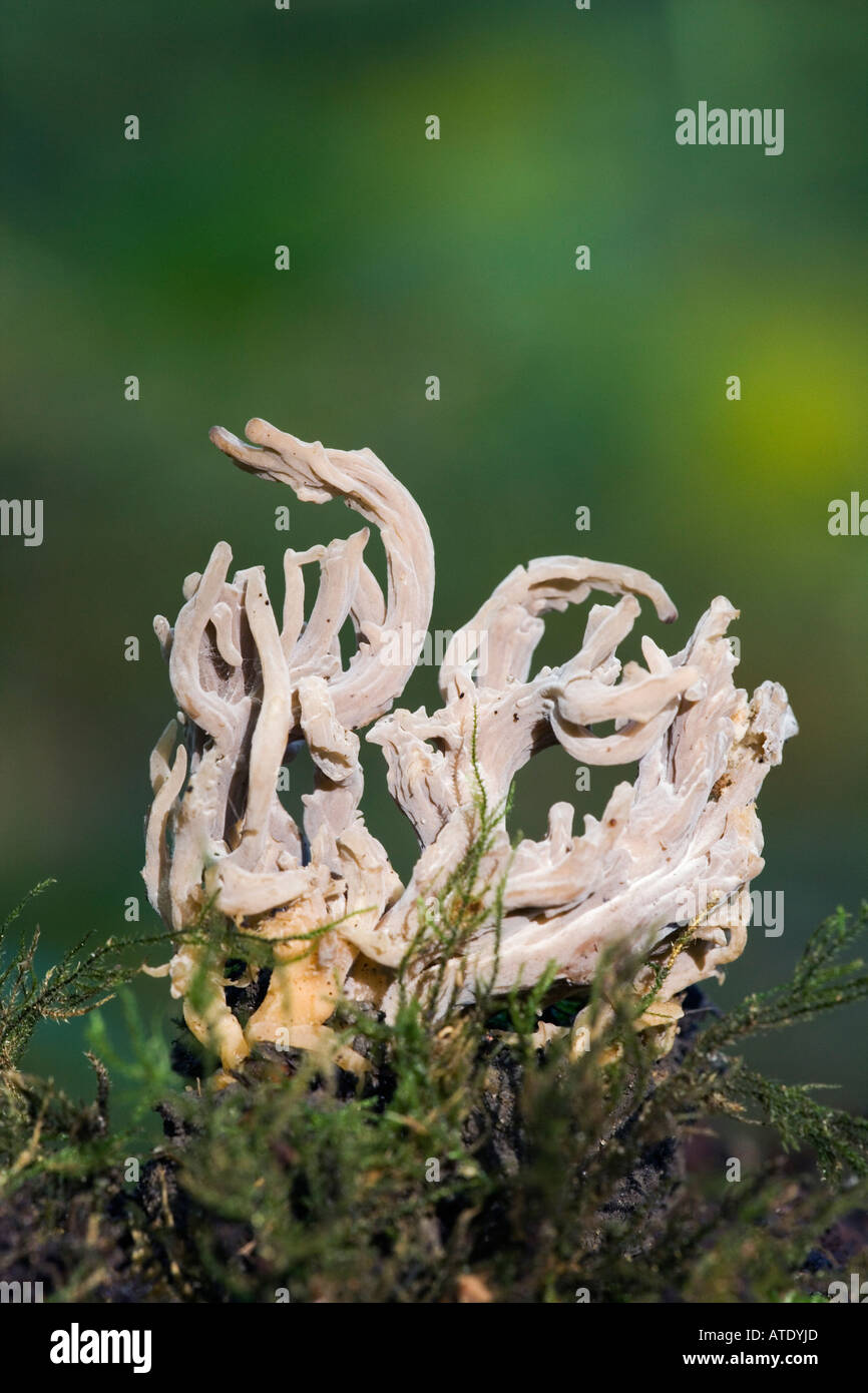 Clavulina cinerea in crescita su terreno di muschio chicksands legno bedfordshire con bel al di fuori della messa a fuoco lo sfondo Foto Stock