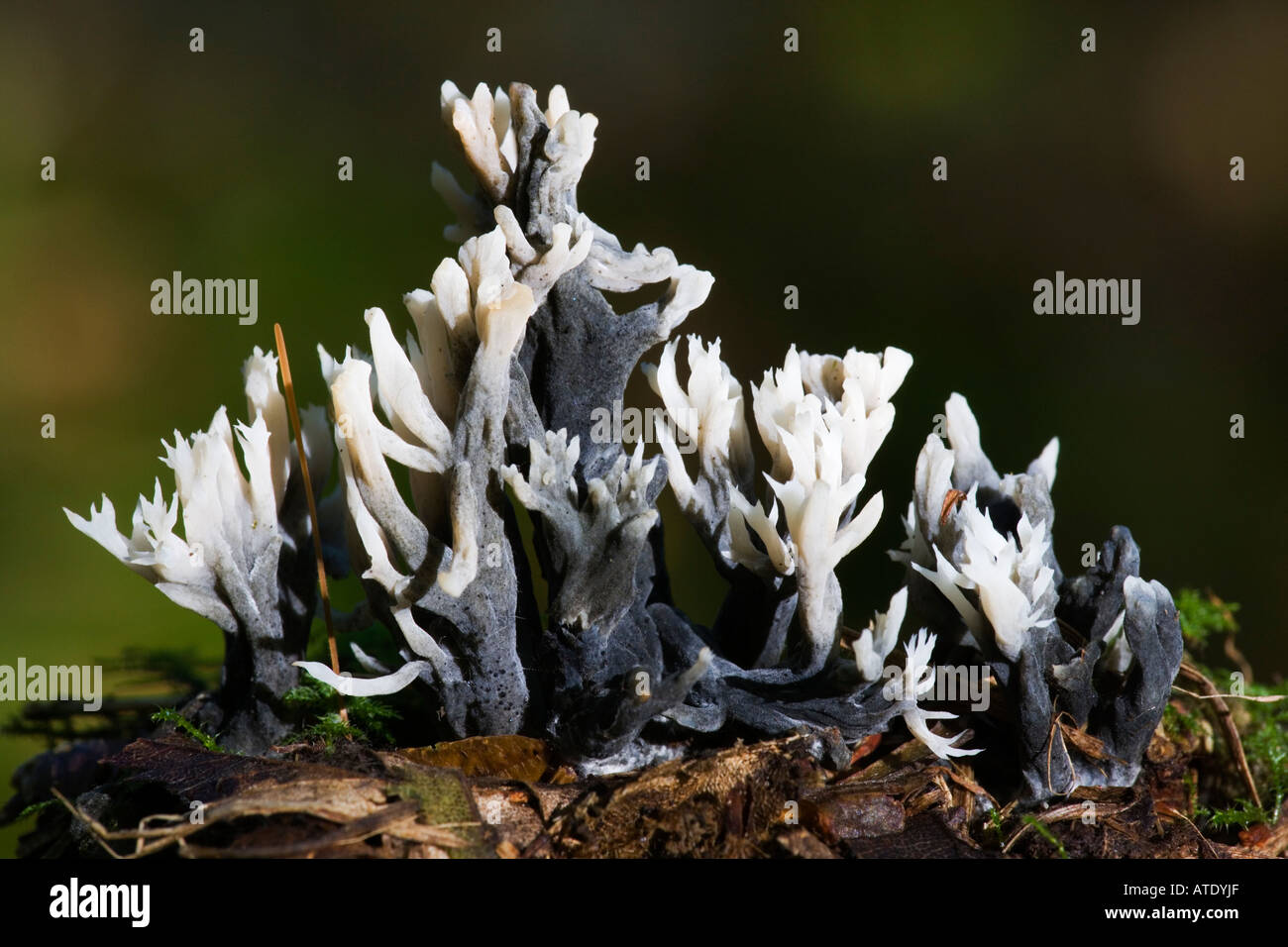 Clavulina cristata infettate con Ascomiceti specie di stampo Helminthosphaeria clavariarum chicksands legno bedfordshire Foto Stock