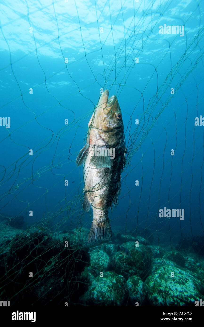Costiera illegale di reti da imbrocco Foto Stock