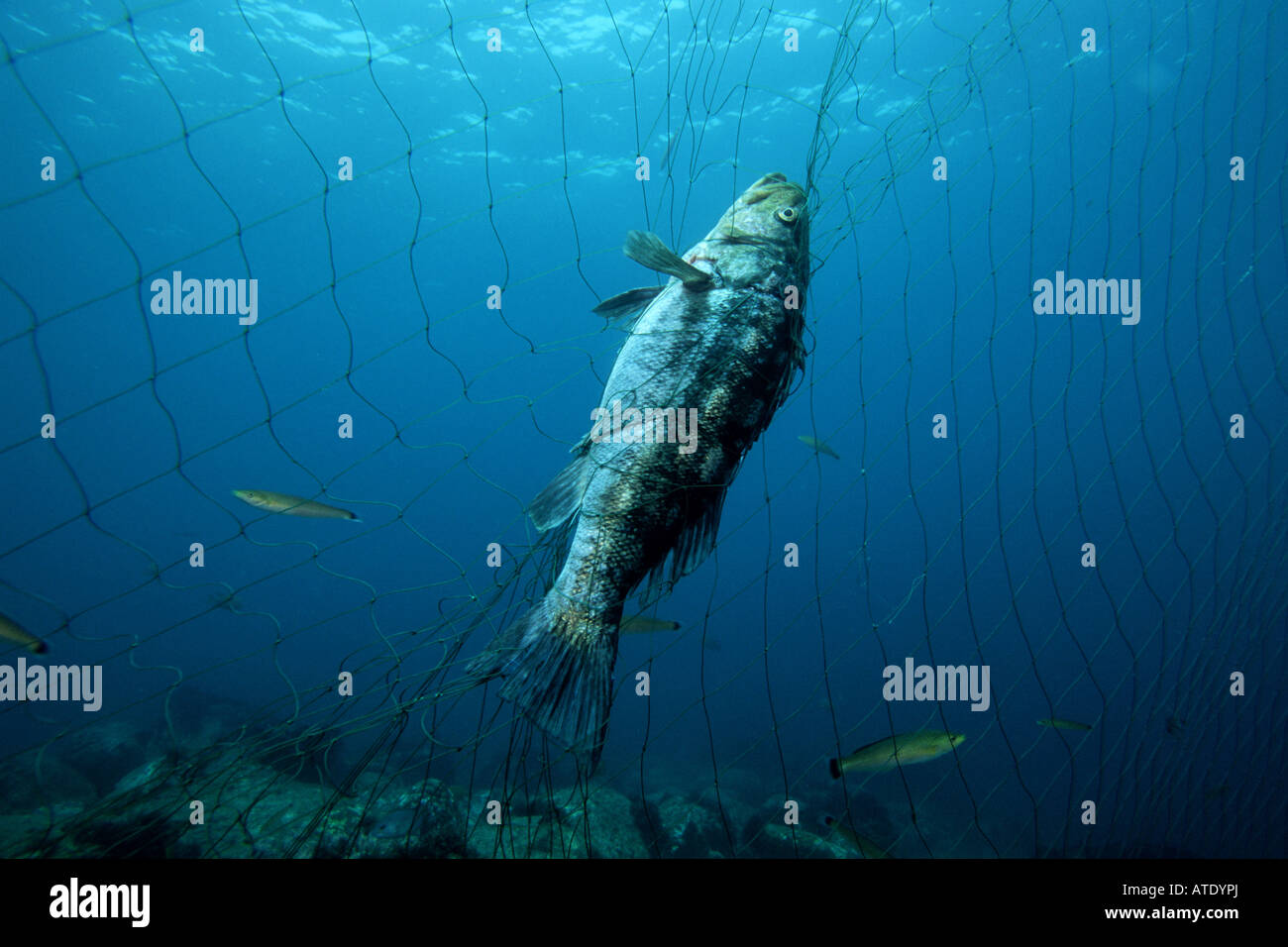 Costiera illegale di reti da imbrocco Foto Stock